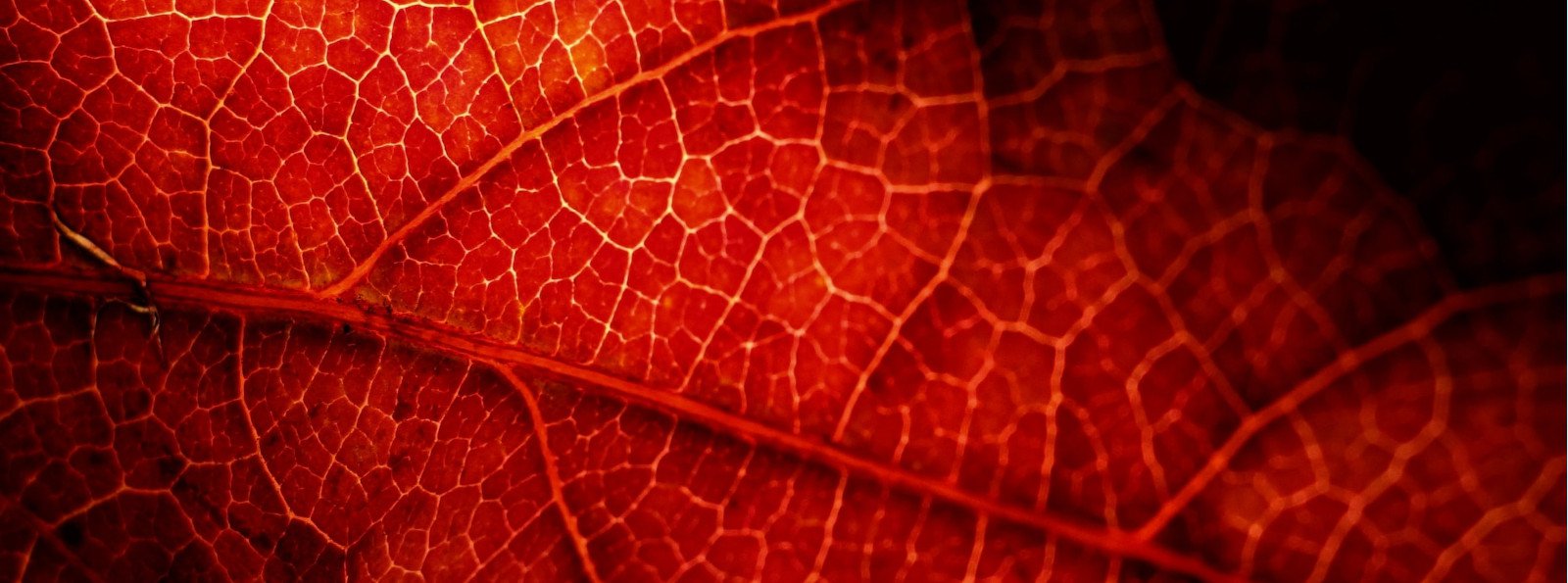 Historie pacjentów: Hemofilia A z inhibitorem